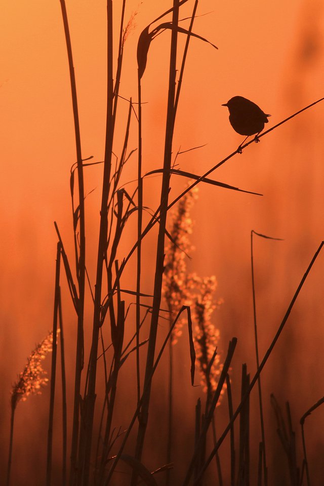 bird,orange,sunset,wildlife,nature,color,beautiful,scene,scenery,wild,beauty,birds,natural,sun,light, Piotr Górny