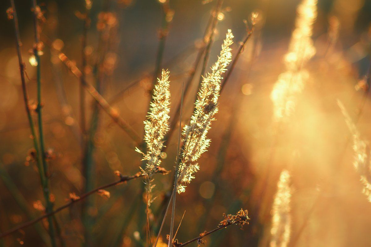 moment, момент, beautiful, красивый, nature, природа, beauty of nature, красота природы, outdoors, macro lens, tokina 100, bokeh, боке, grass, трава, spikelets, колоски, autumn, осень, autumntime, осенний, light, свет, warm, теплый,, Наталья Терентьева