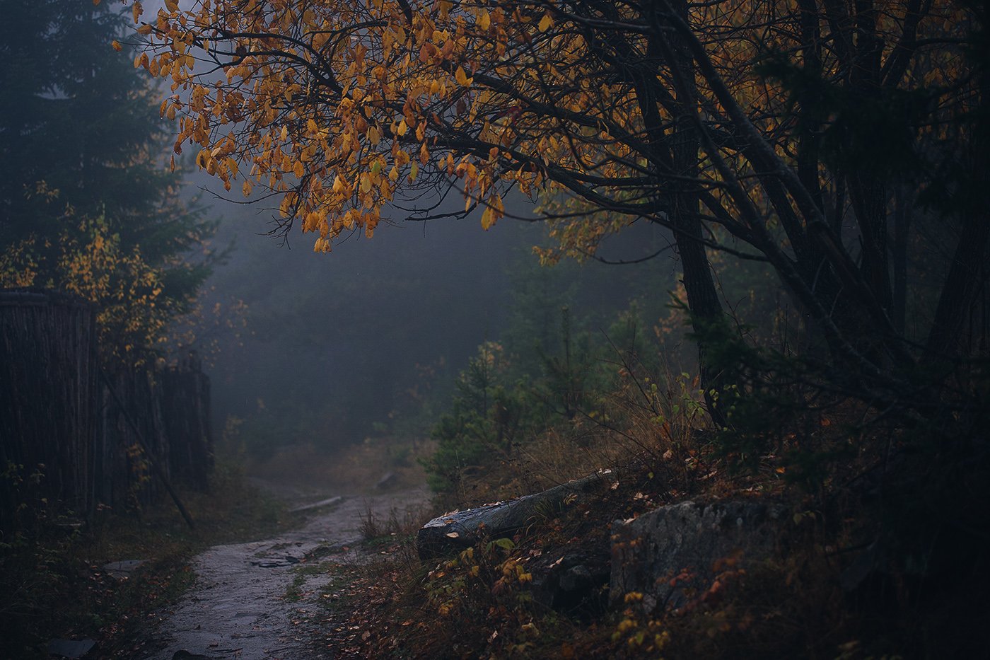 осень, лес, россия, урал, туман, природа, пейзаж, Евгений Толкачёв