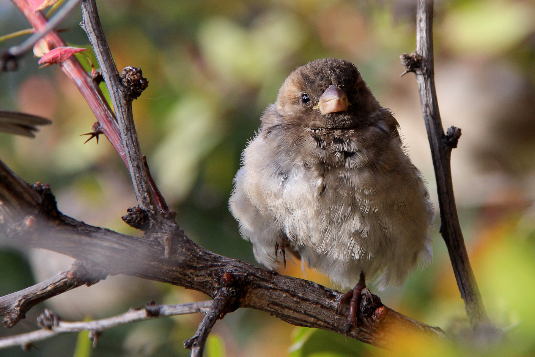 #sparrow #bird #nature , Sanina Tatyana