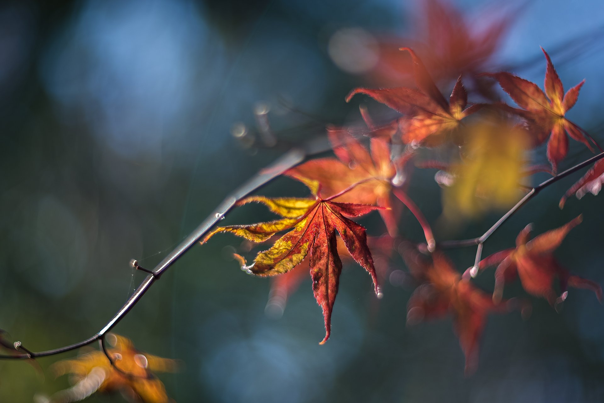 природа, макро, осень, кленовые листья, Неля Рачкова