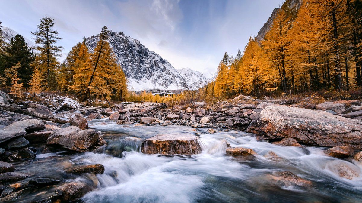 осень сказка красота горы алтай актру золотая река лиственница, Николай Бузмаков