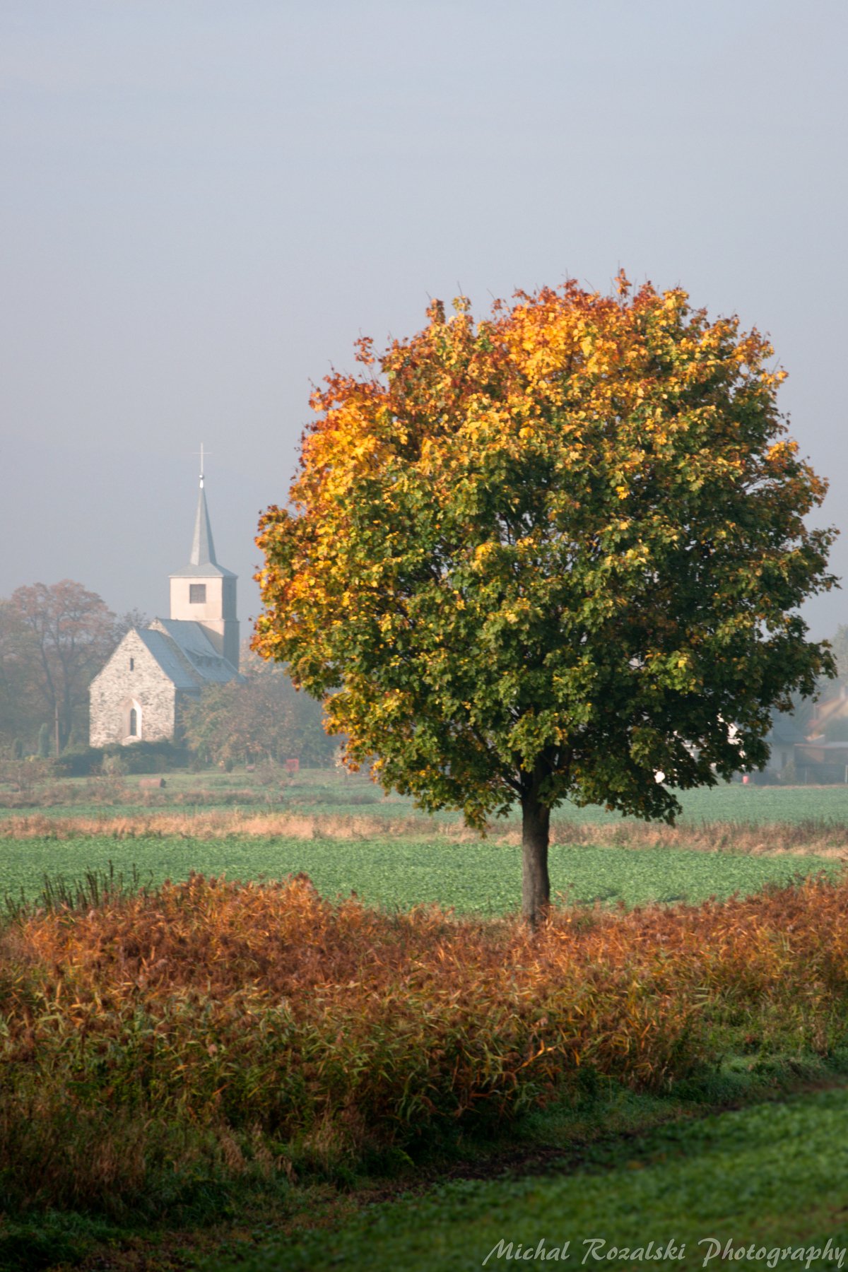 autumn, , tree, , church, , colors, , leaves, , fall, , misty, Michal Rozalski