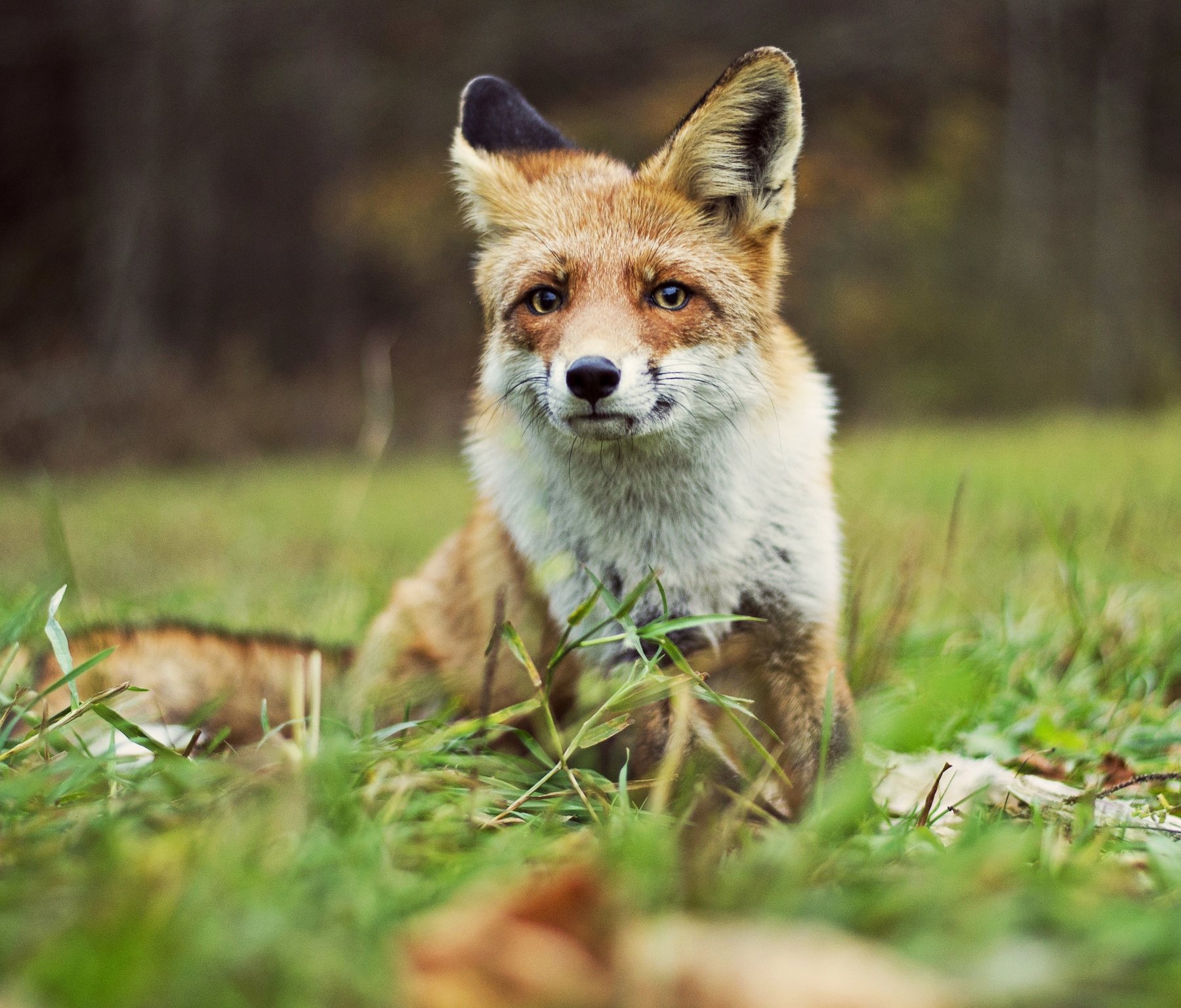 fox, nature, evening, autumn, Elein
