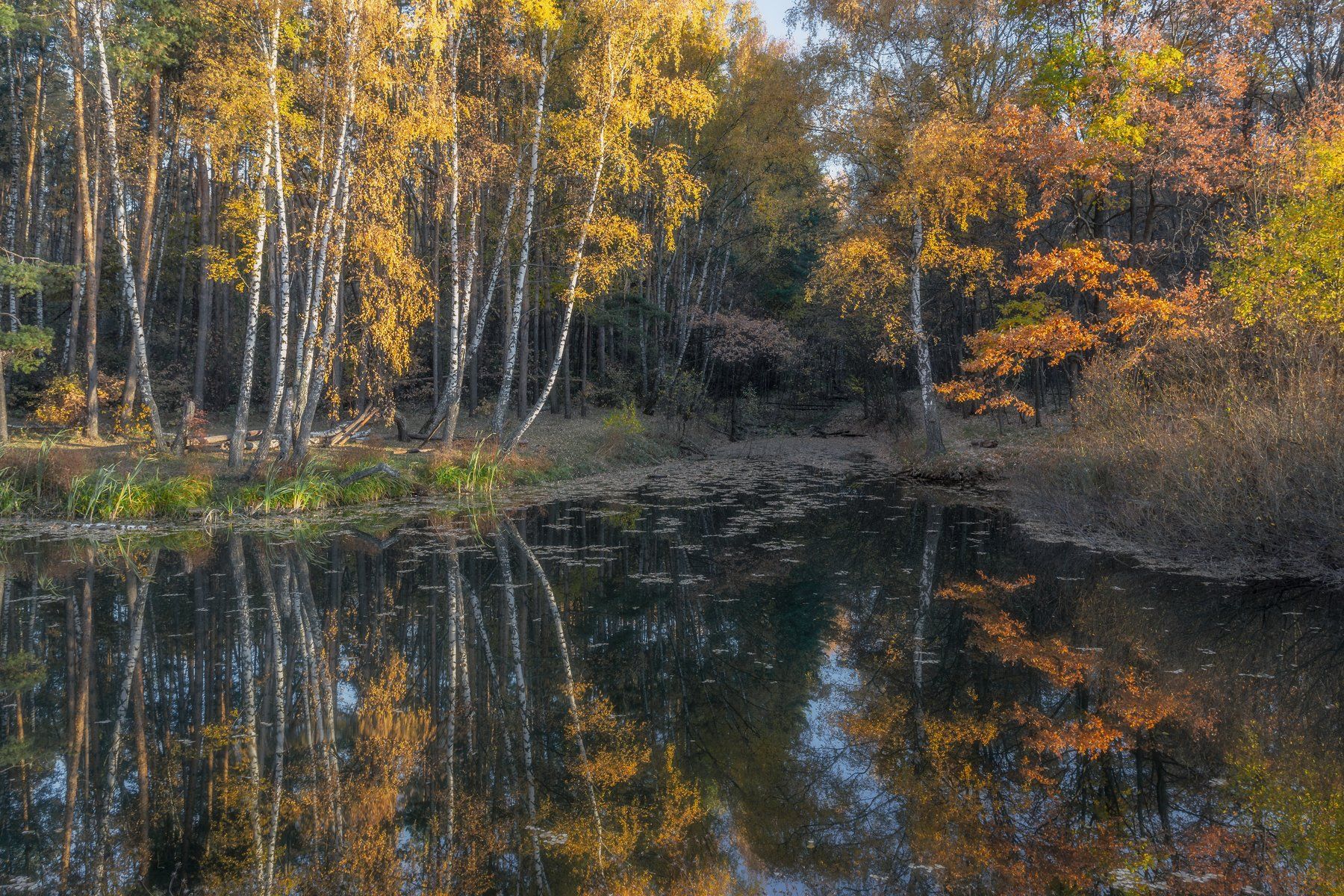 золотая осень, природа, пейзаж, отражение, landscape, autumn, Мартыненко Дмитрий