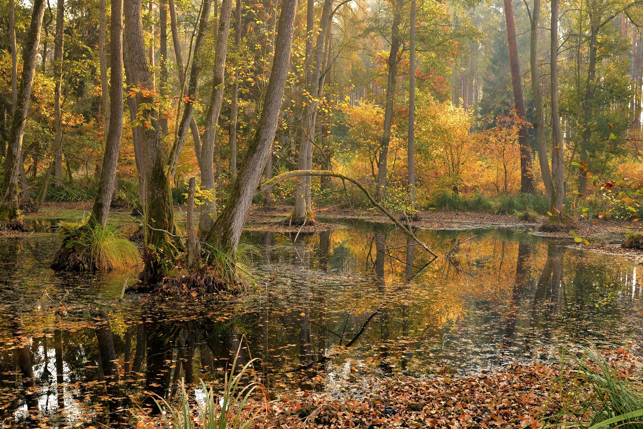 forest wetlands mist dranikowski autumn fall water small lake trees magic garden las, Radoslaw Dranikowski