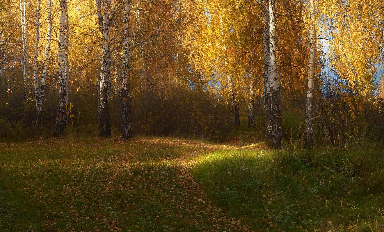 солнечный свет, тропинка, золотая осень, берёзы, Irina Shapronova