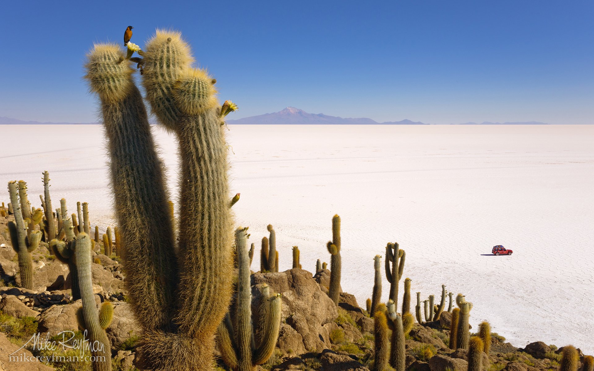 isla incahuasi, altiplano, bolivia, salt, cactus, echinopsis atacamensis, Майк Рейфман