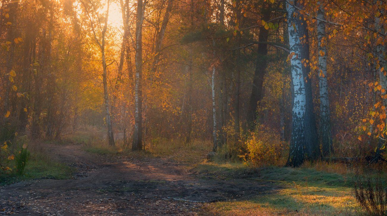 осень, октябрь, лес, свет, утро, рассвет, дымка, туман, Галанзовская Оксана