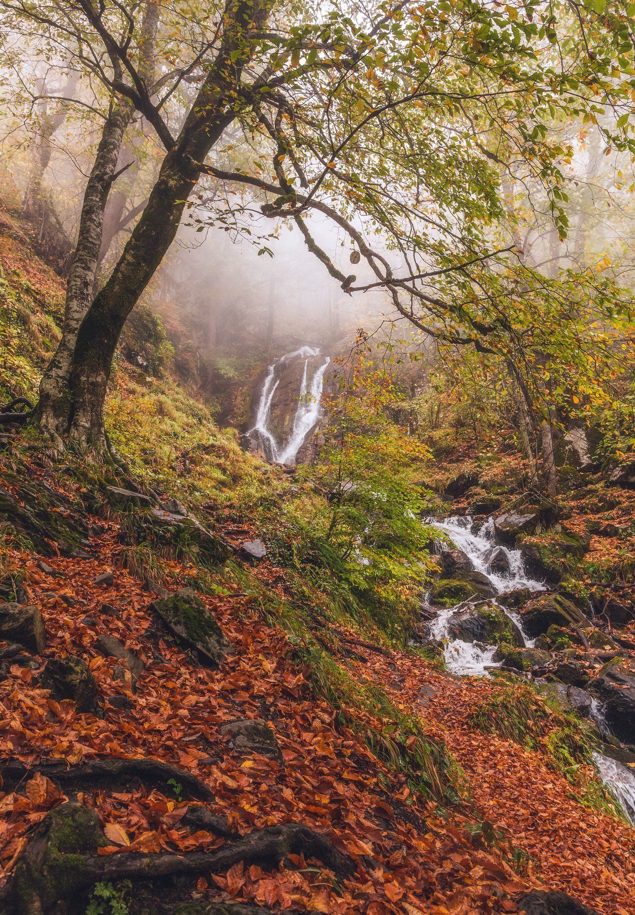 сочи, горы, река, ручей, водопад, осень, листья, деревья, поход, туман, осенняя листва, Сергей Шабанов