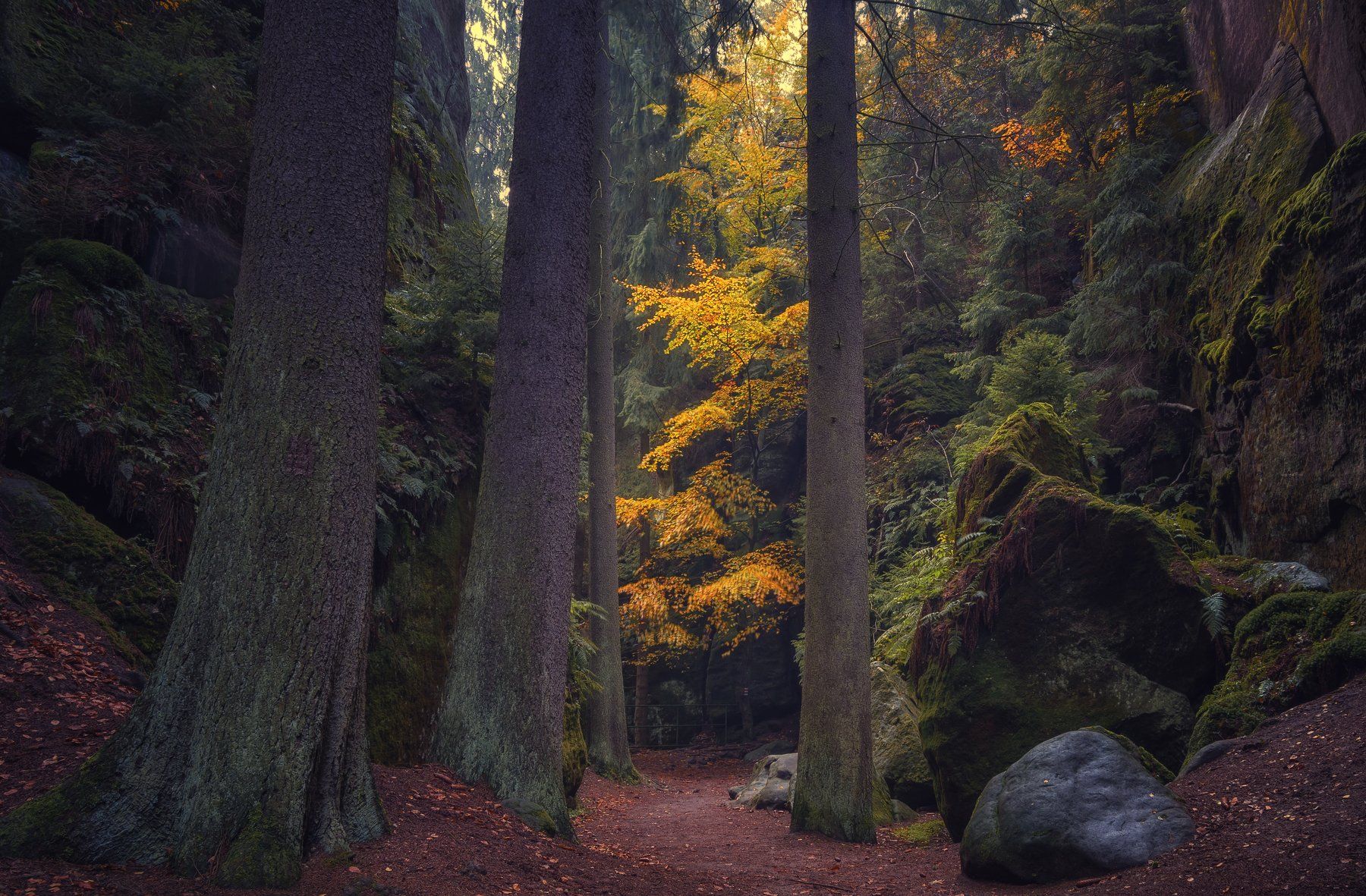 природа лес деревья осень листва утро туман путешествия пейзаж тени  чехия скалы горы, Андрей Ожерельев