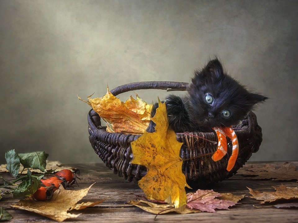 фото животных, домашние животные, кошки, черный котенок, пушистик, осень, листья, корзина, Ирина Приходько