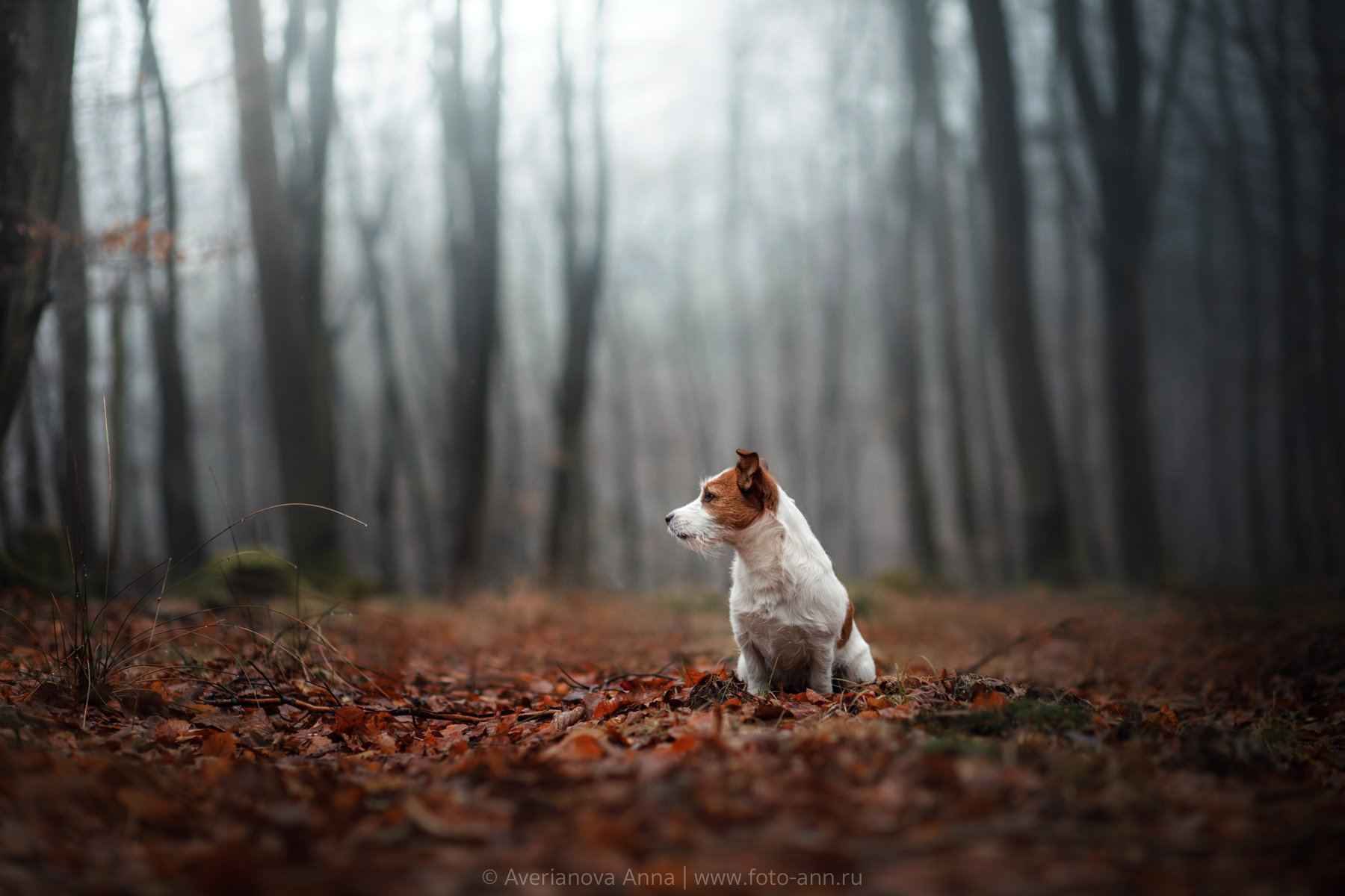 собака, туман, осень, Анна Аверьянова