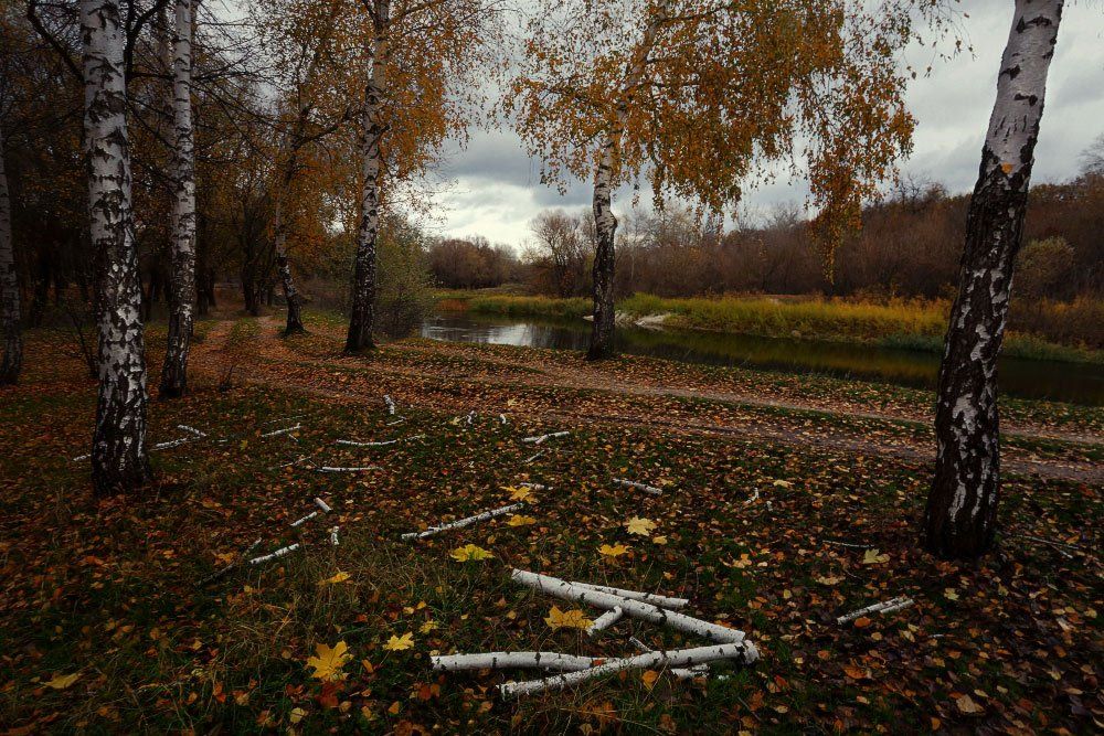 осень октябрь берёзы, Петриченко Валерий
