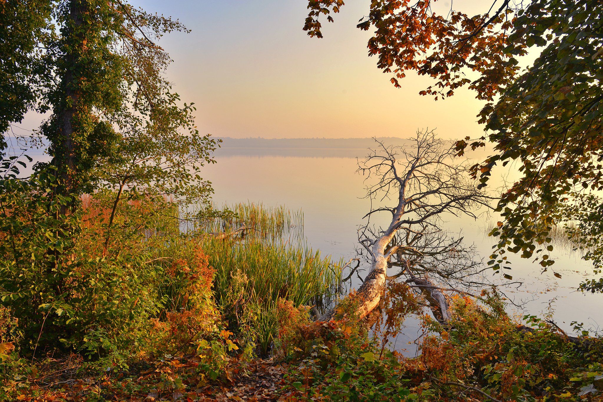 autumn morning lake tree dranikowski silence water fall jesien fallen, Radoslaw Dranikowski
