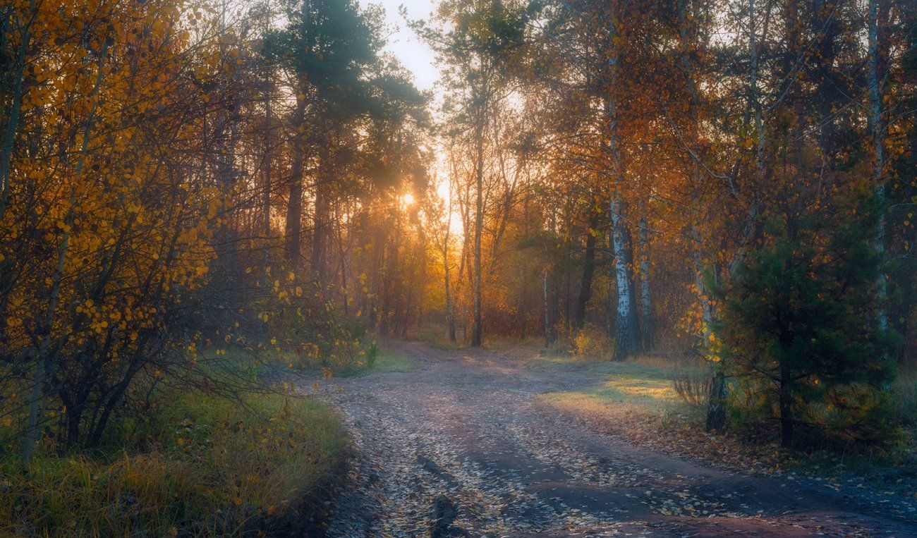 осень, октябрь, лес, свет, утро, рассвет, дымка, туман, Галанзовская Оксана