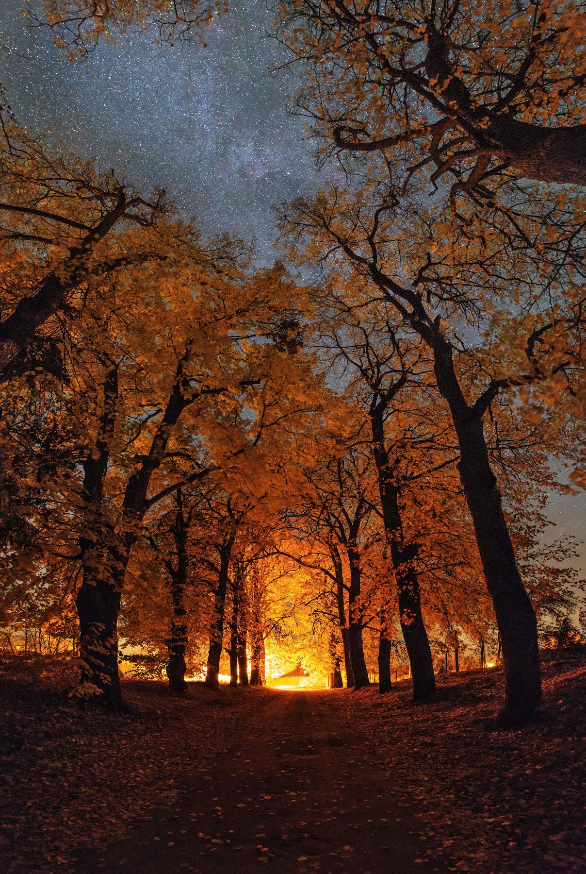 желтые деревья, аллея, звездное небо, осень, Vitalis Vasylius