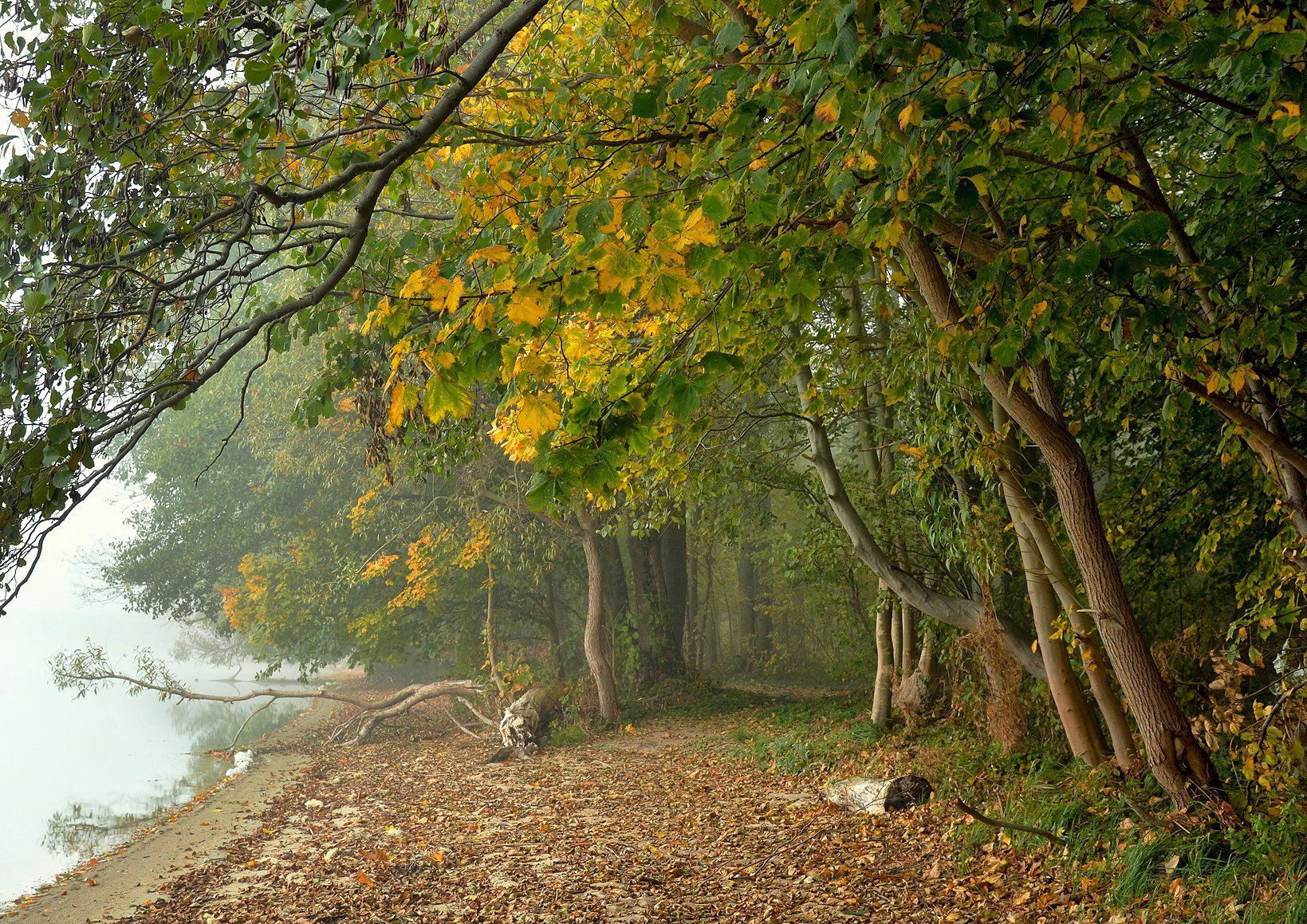 walk lake park garden foggy morning mist magic dranikowski trees autumn fall, Radoslaw Dranikowski