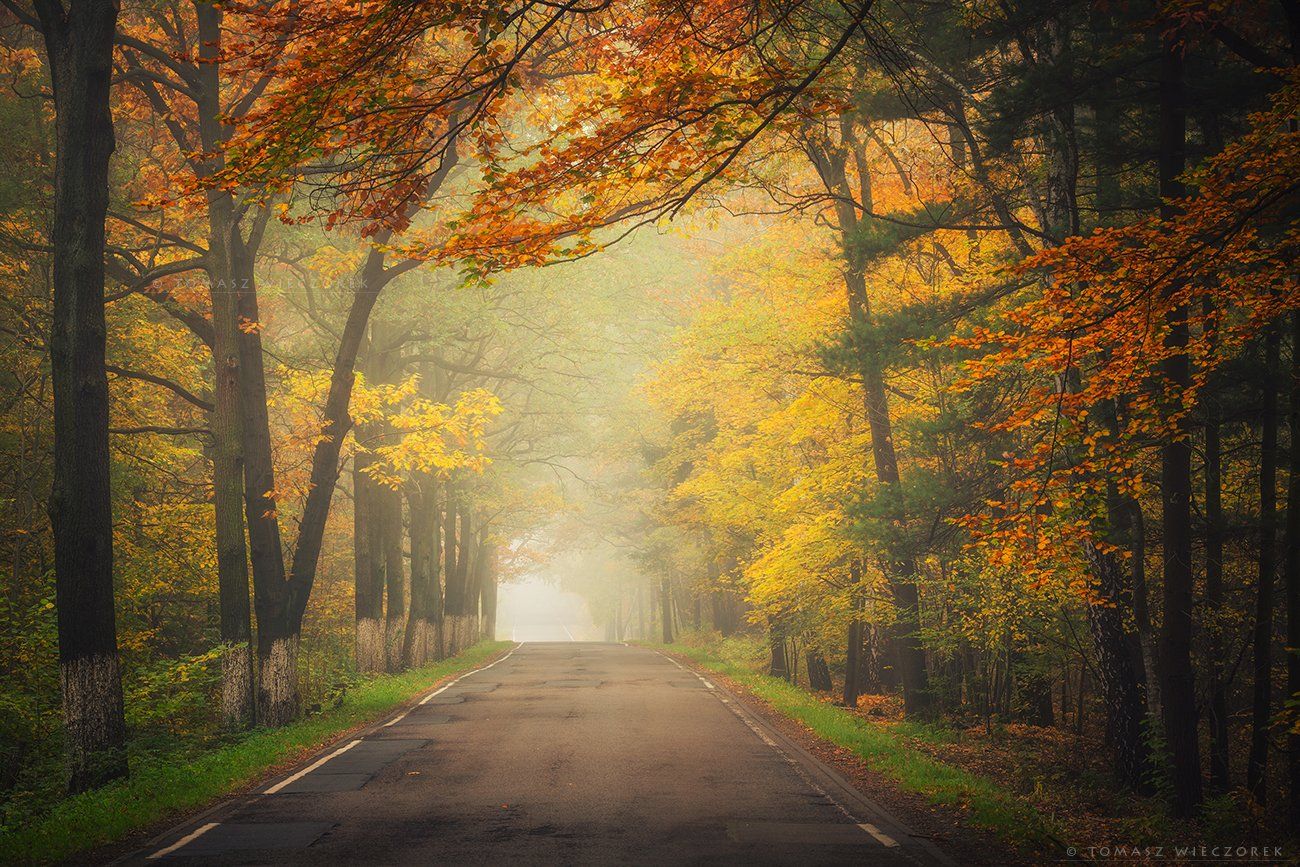 autumn, colours, silesia, poland, road, trees, landscape, fog, mist, silence, amazing, awesome, travel, Tomasz Wieczorek