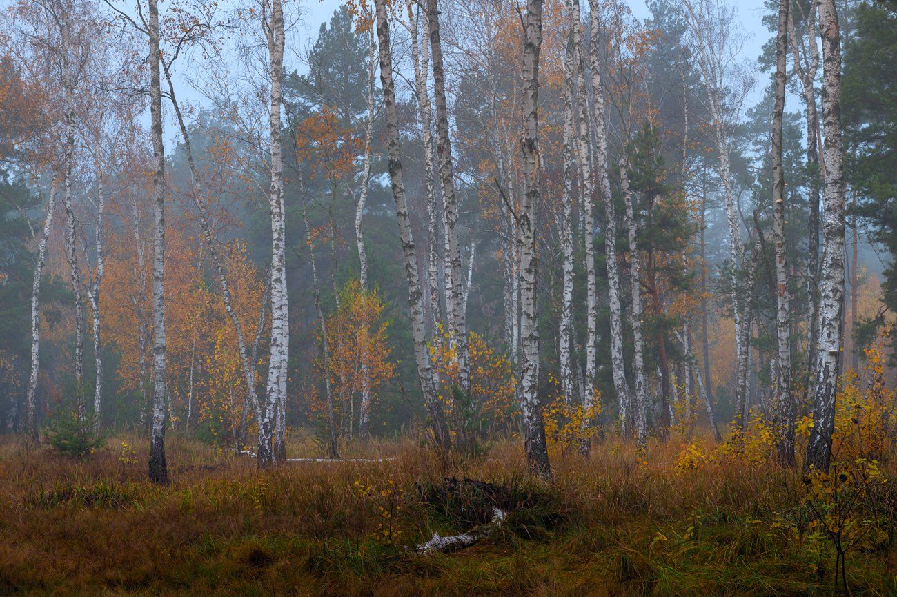 осень, октябрь, лес, туман, сырость, берёзы, Галанзовская Оксана