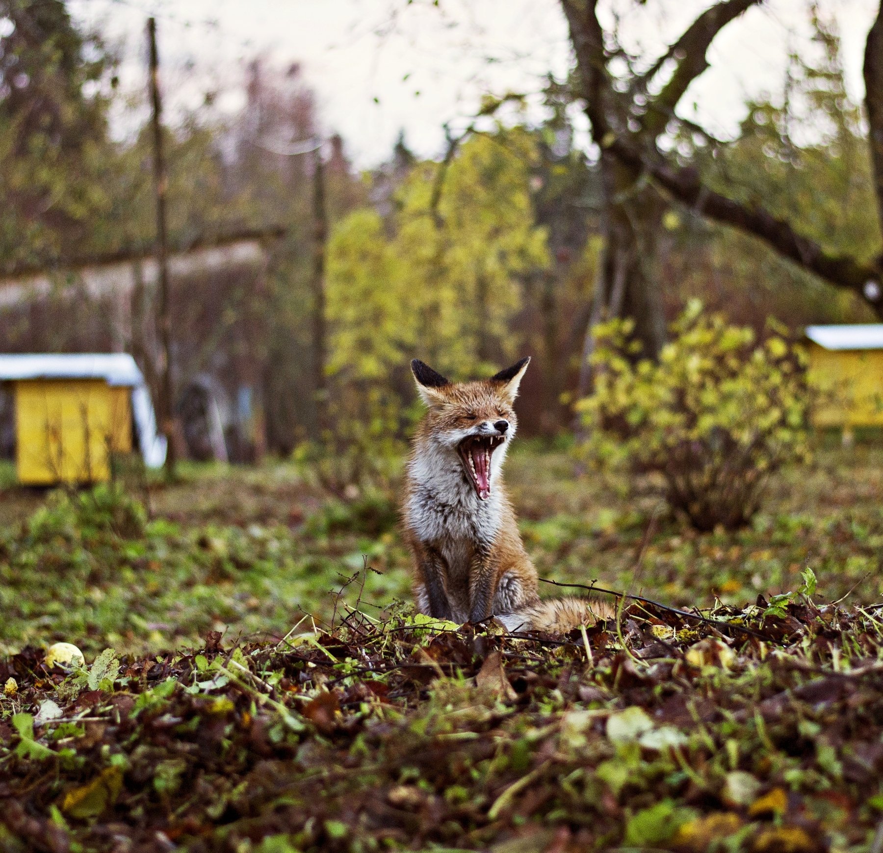 nature, evening, autumn, fox, Elein