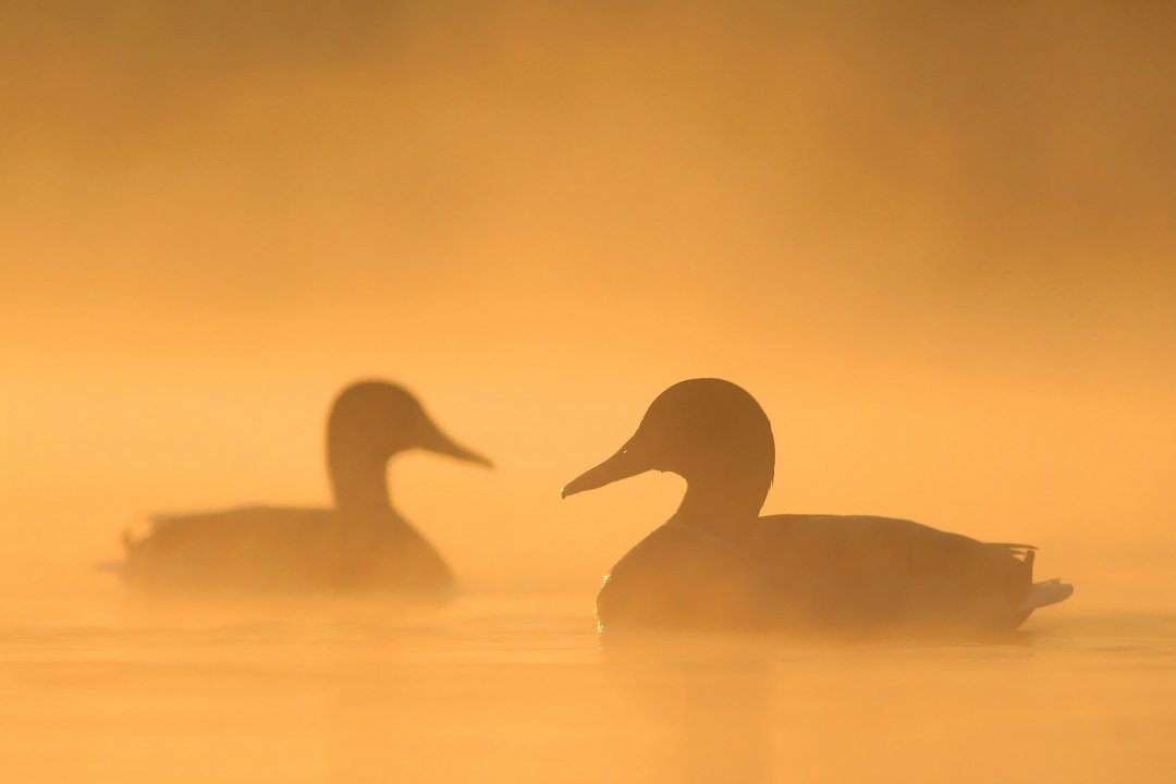 bird,river,mist,morning,wildlife,nature,color,beautiful,scene,water,scenery,autumn,wild,beauty,birds,light,dawn, Piotr Górny