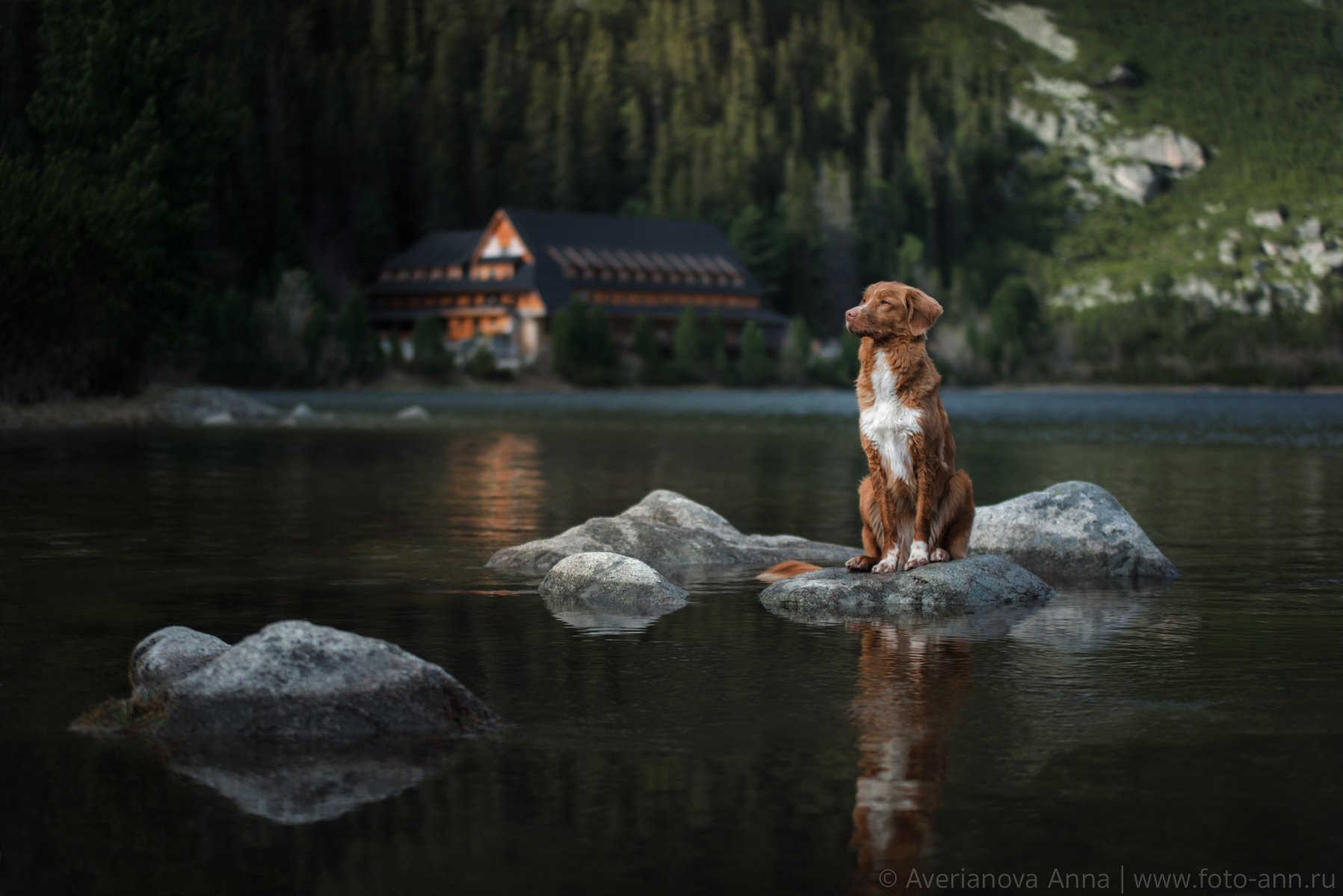 собака, озеро, горы, Анна Аверьянова