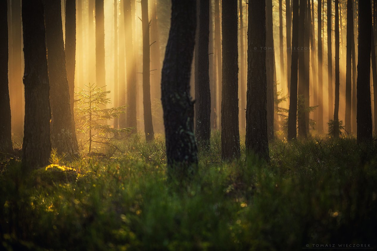 forest, poland, polish, landscape, mushroom, trees, light, awesome, shadows, fog, mist, beautiful, growing, Tomasz Wieczorek