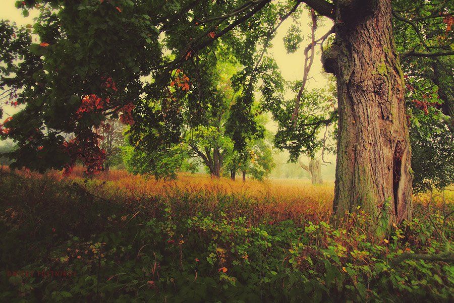 осень,природа,пейзаж, Dmitry Postnikov