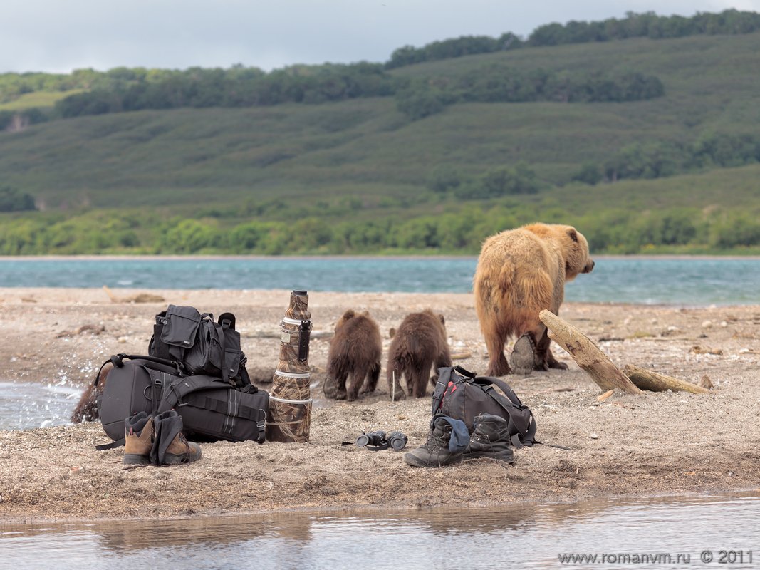 камчатка, медведь, озеро курильское, фототехника, Роман Мурушкин