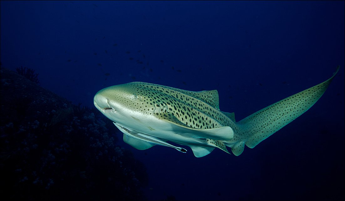 underwater, similan islands, leopard shark, Anton Akhmatov