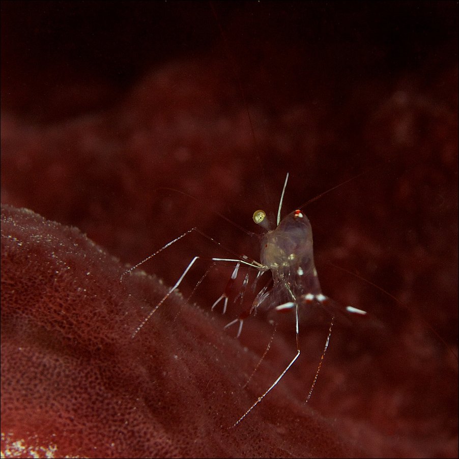 shrimp, underwater, siamil island, Anton Akhmatov