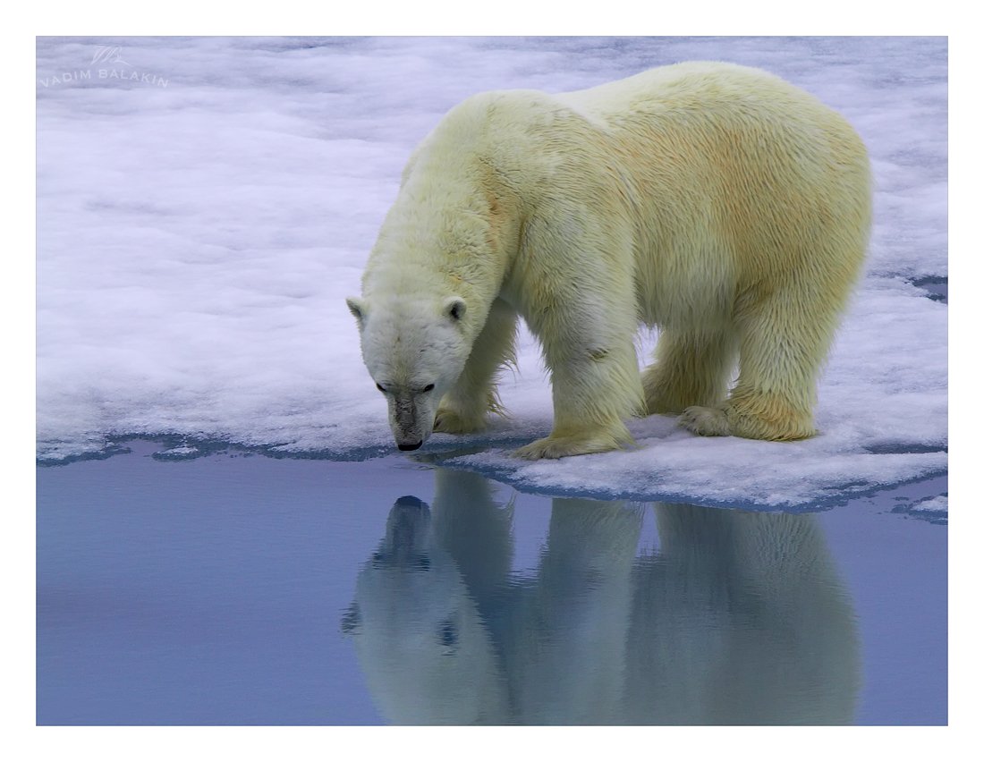 белая медведица, земля франца-иосифа, арктика, Vadim Balakin