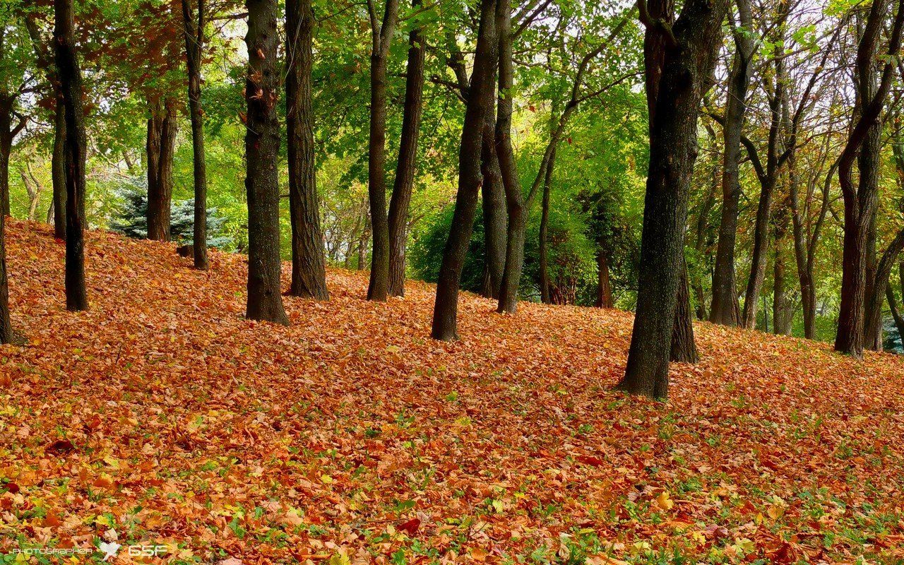 осень, листья, деревья, ковер, природа, Serj Master