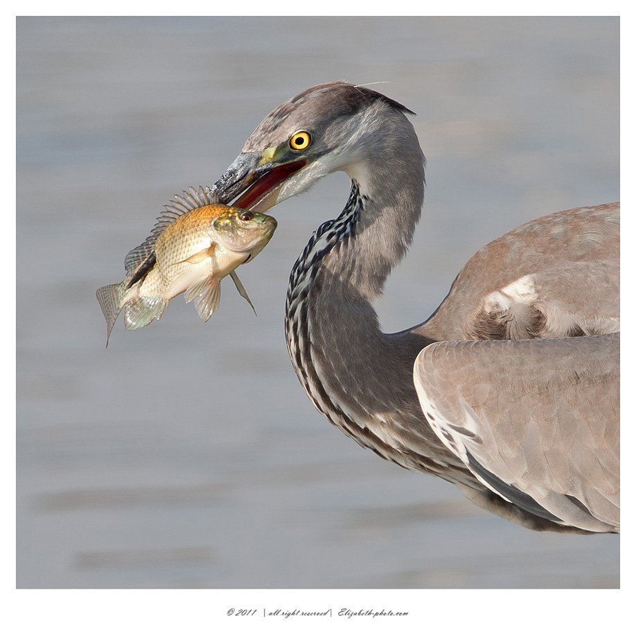 cерая, цапля, grey, heron, ardea, cinerea, израиль, Elizabeth Etkind