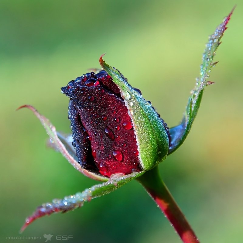 роза, цветок, роса, капли, макро, природа, Serj Master