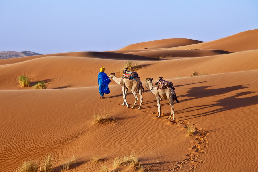 сахара, sahara, desert, sand, camel, Иван Любенов