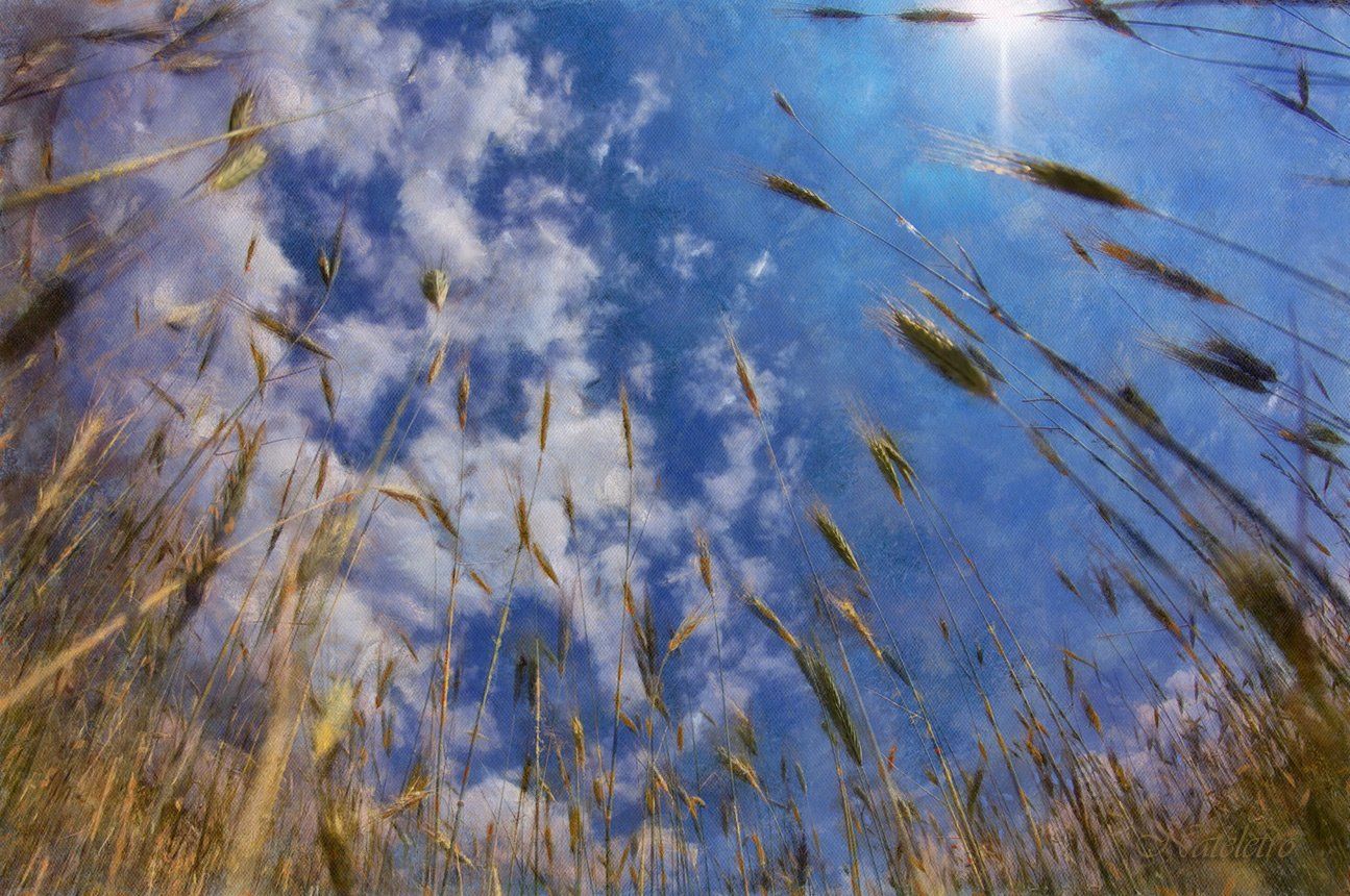 поле, небо, облака, колосья, мечта, Наталья Кузнецова (Nateletro)