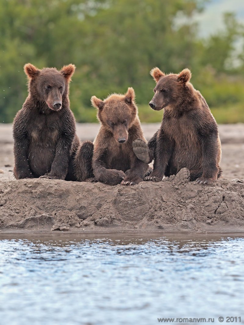 Фотографии 3 медведей