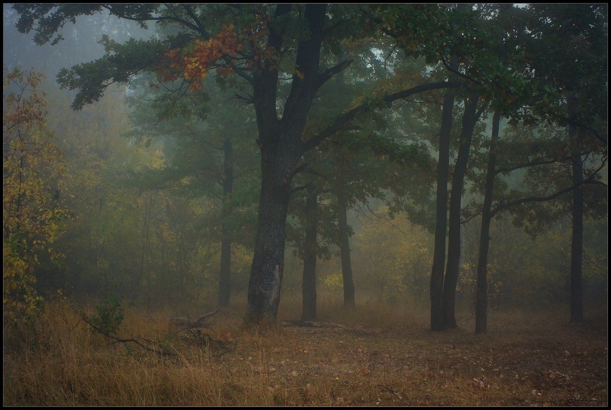 утро, туман, лес, осень, Александр Киценко