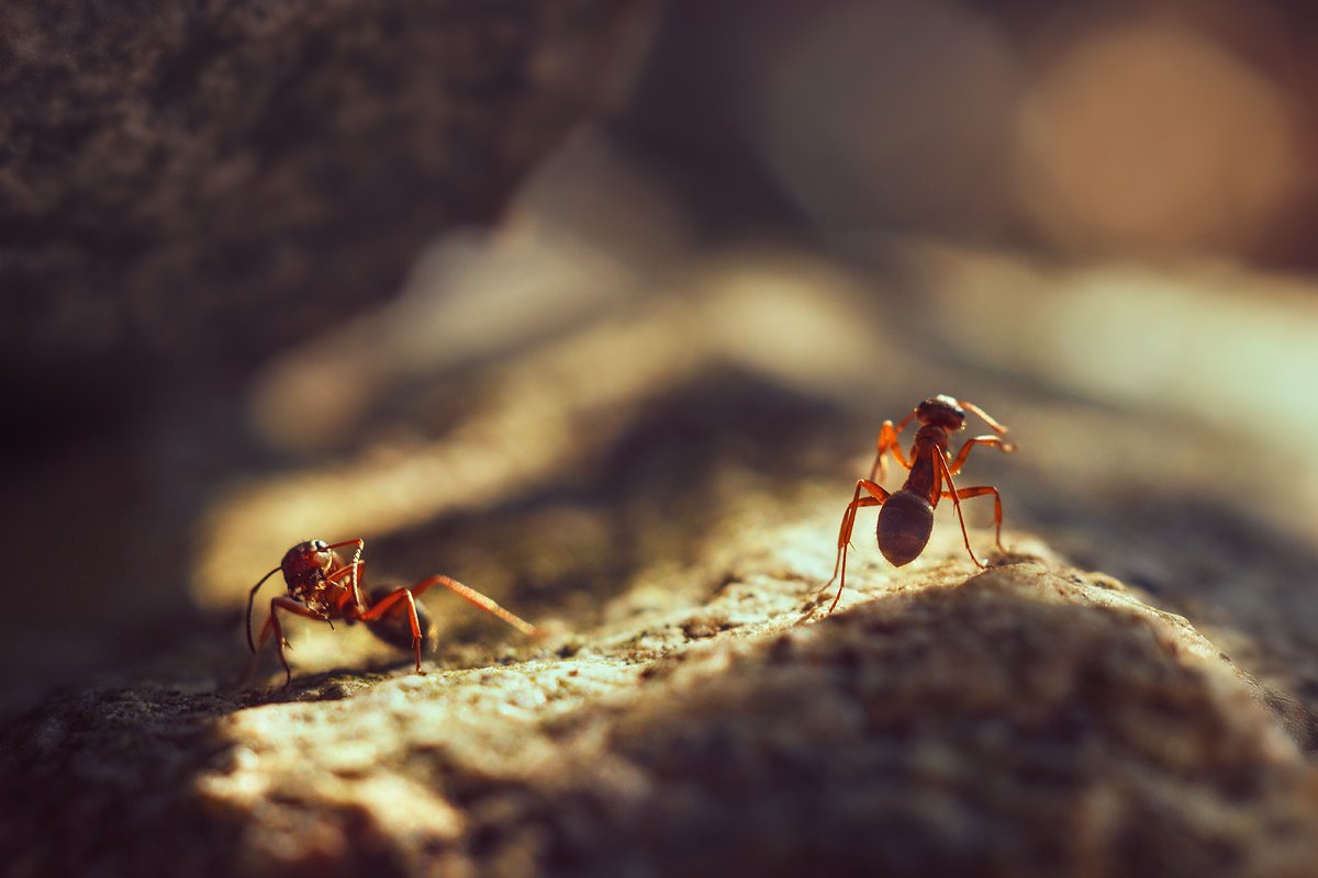 nature, природа, macro, макро, manual lens, мануальная оптика, гелиос-103, insect, насекомое, pismire, муравей, washes, умывается,, Наталья Терентьева