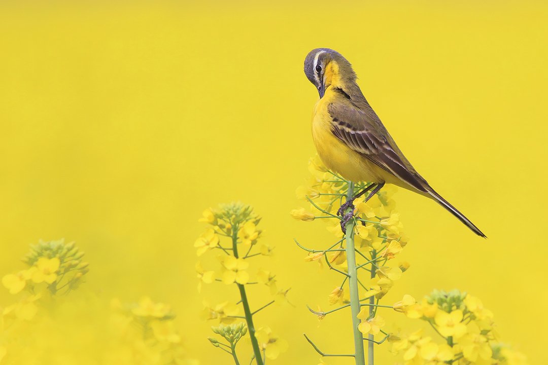 bird,yellow,wildlife,nature,color,beautiful,scene,fields,scenery,spring,wild,beauty,sunny,birds,natural, Piotr Górny