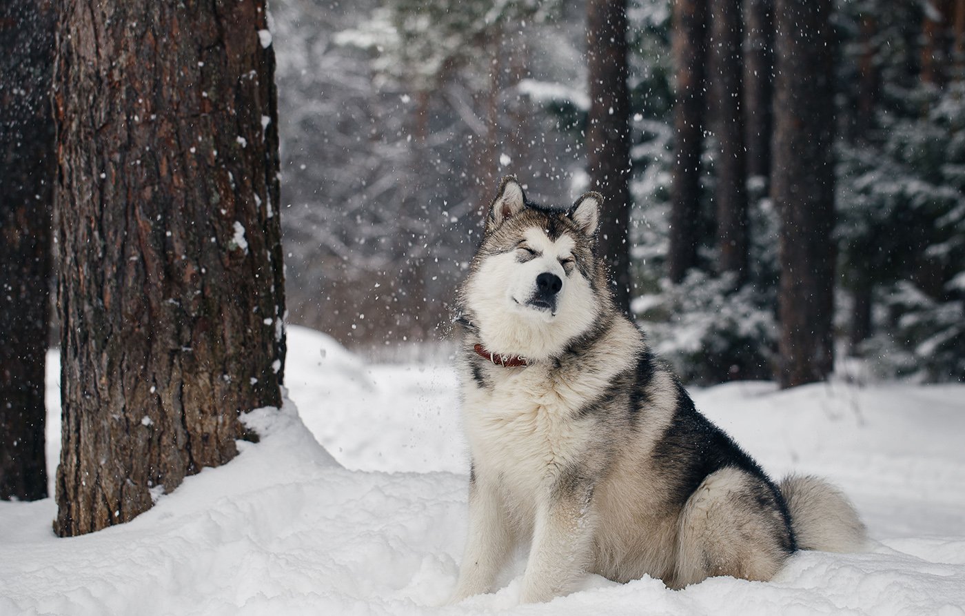 маламут, снег, снегопад, лес, природа, животные, собака, Евгений Толкачёв