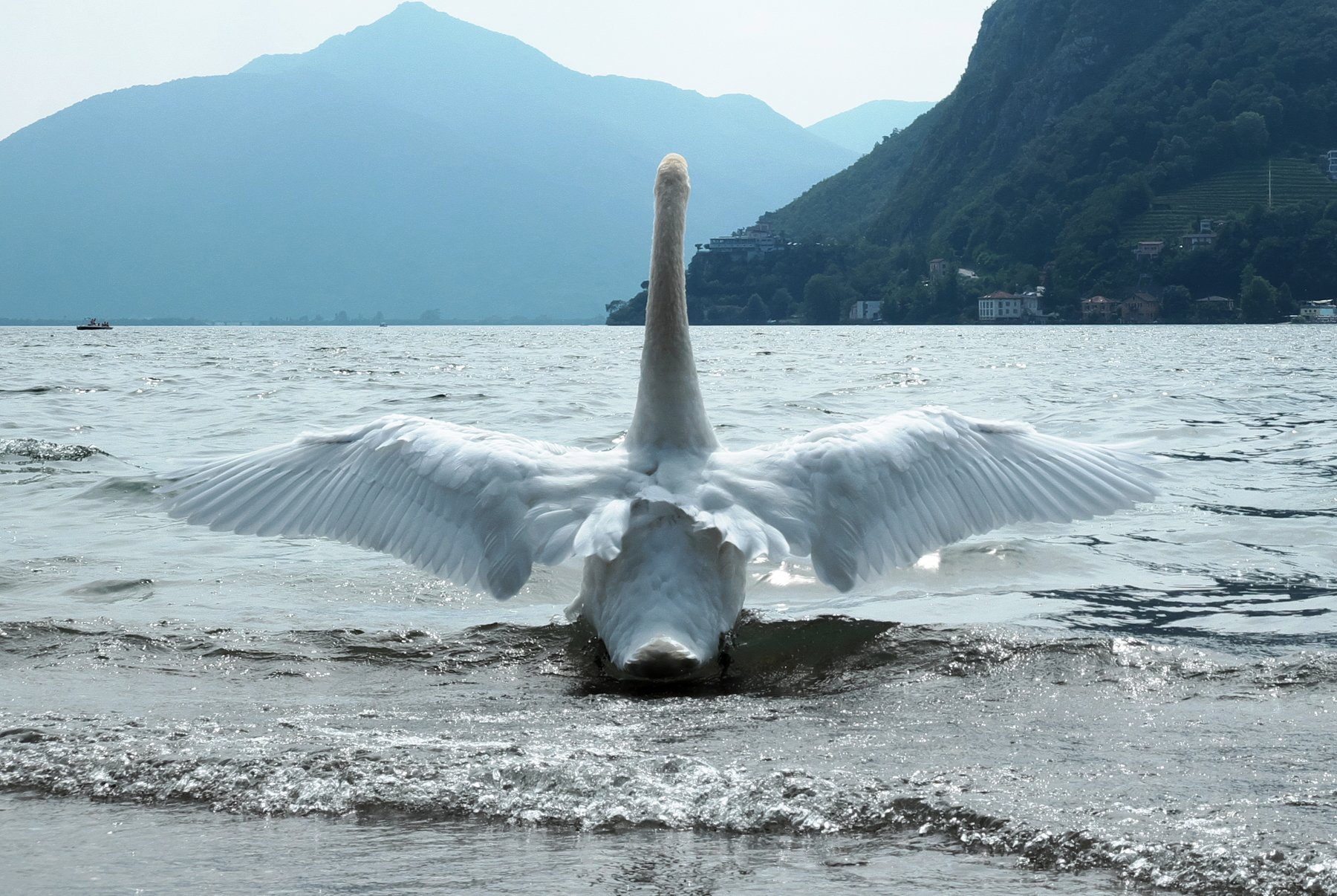 лебедь, взлет, полет, озеро, горы, швейцария, swan, take off, flight, lake, mountains, switzerland, Serg Pechenizhskiy