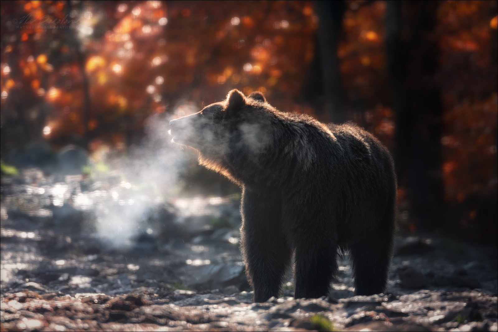 карпаты, бурый медведь, центр реабилитации бурого медведя, bear, украина, Влад Соколовский
