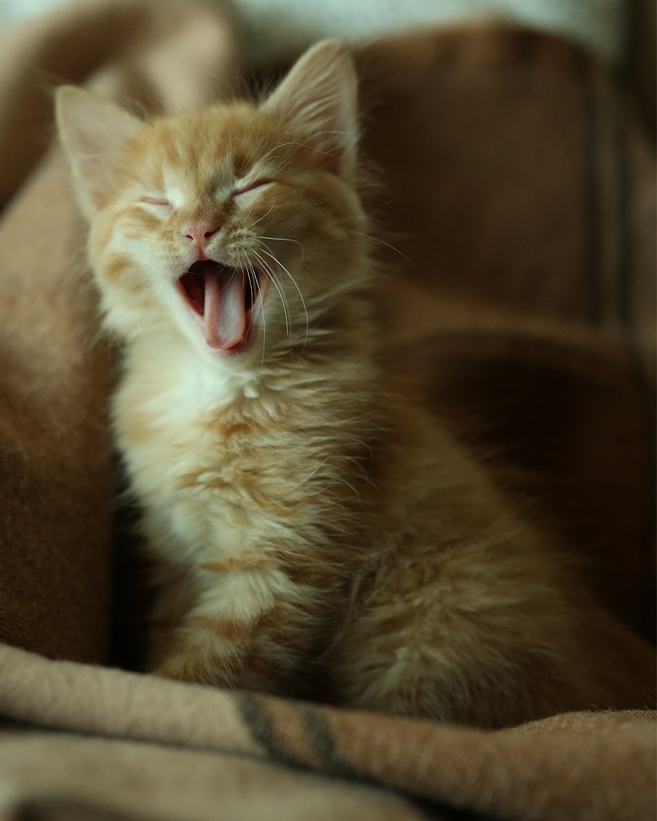 спать, хочу, зевает, котенок милый, котенок, Дарья Комарова