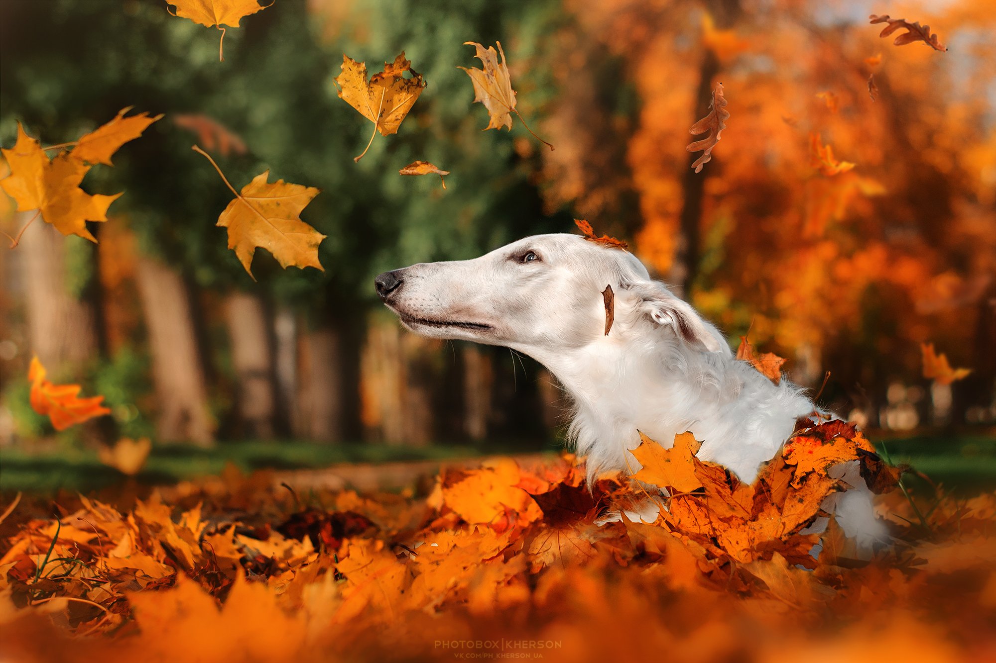 собака, борзая, осень, портрет, Екатерина Кикоть