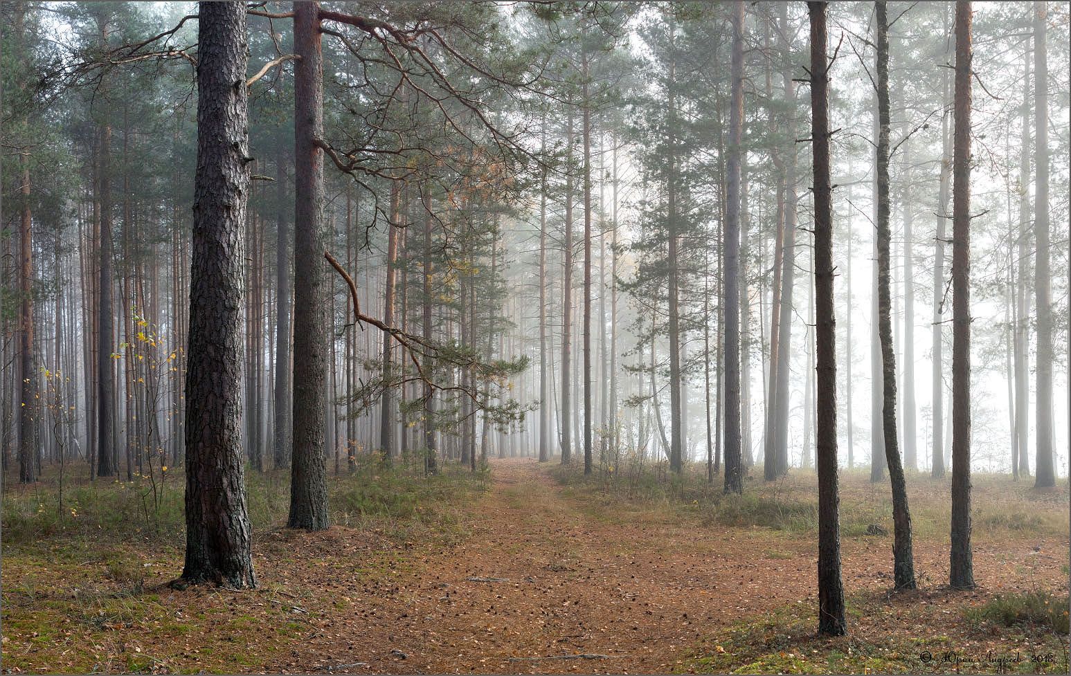 лес туман утро сосны, Юрий Андреев