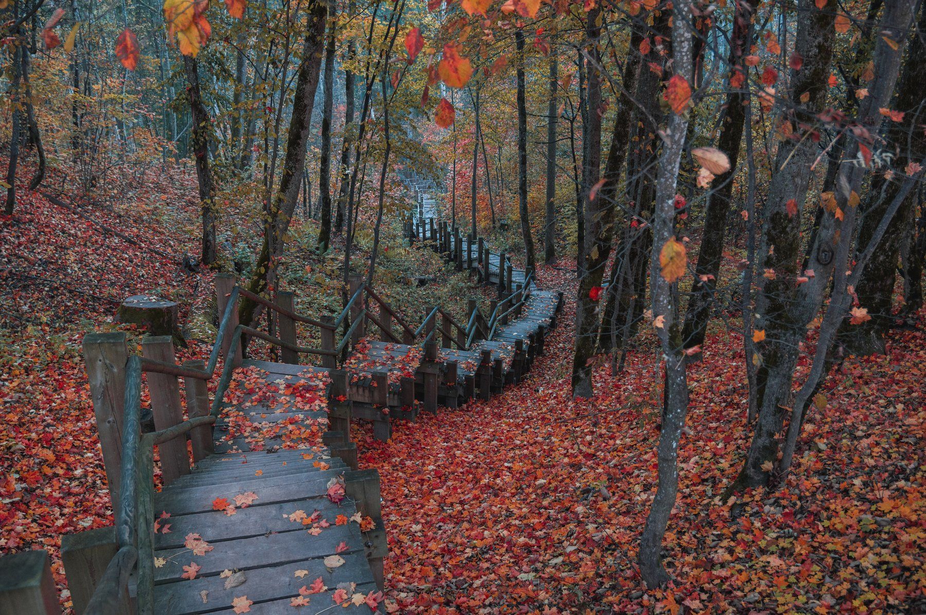 пейзаж осень природа лестница листья природа, Дмитрий Рябцев