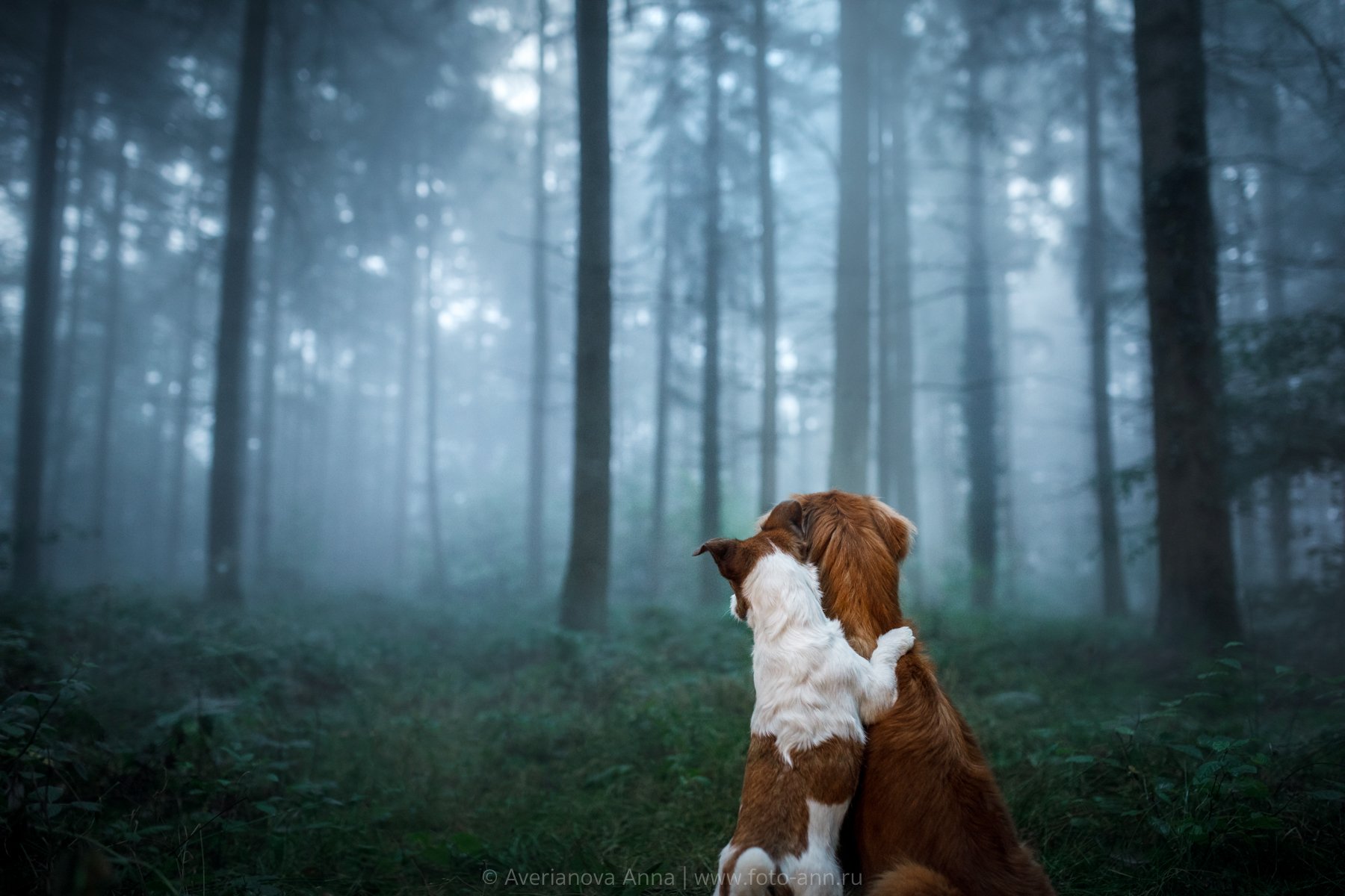 Собаки в тумане большие